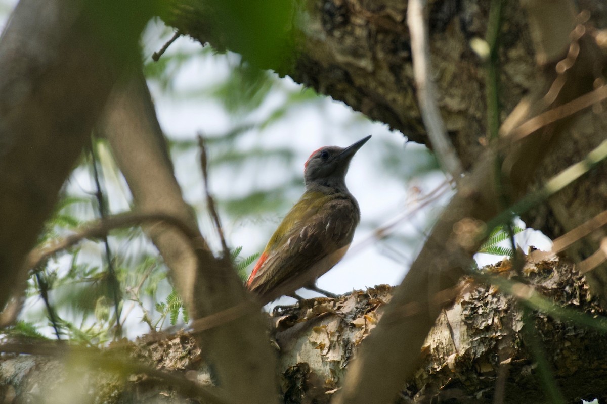 African Gray Woodpecker - ML642025056