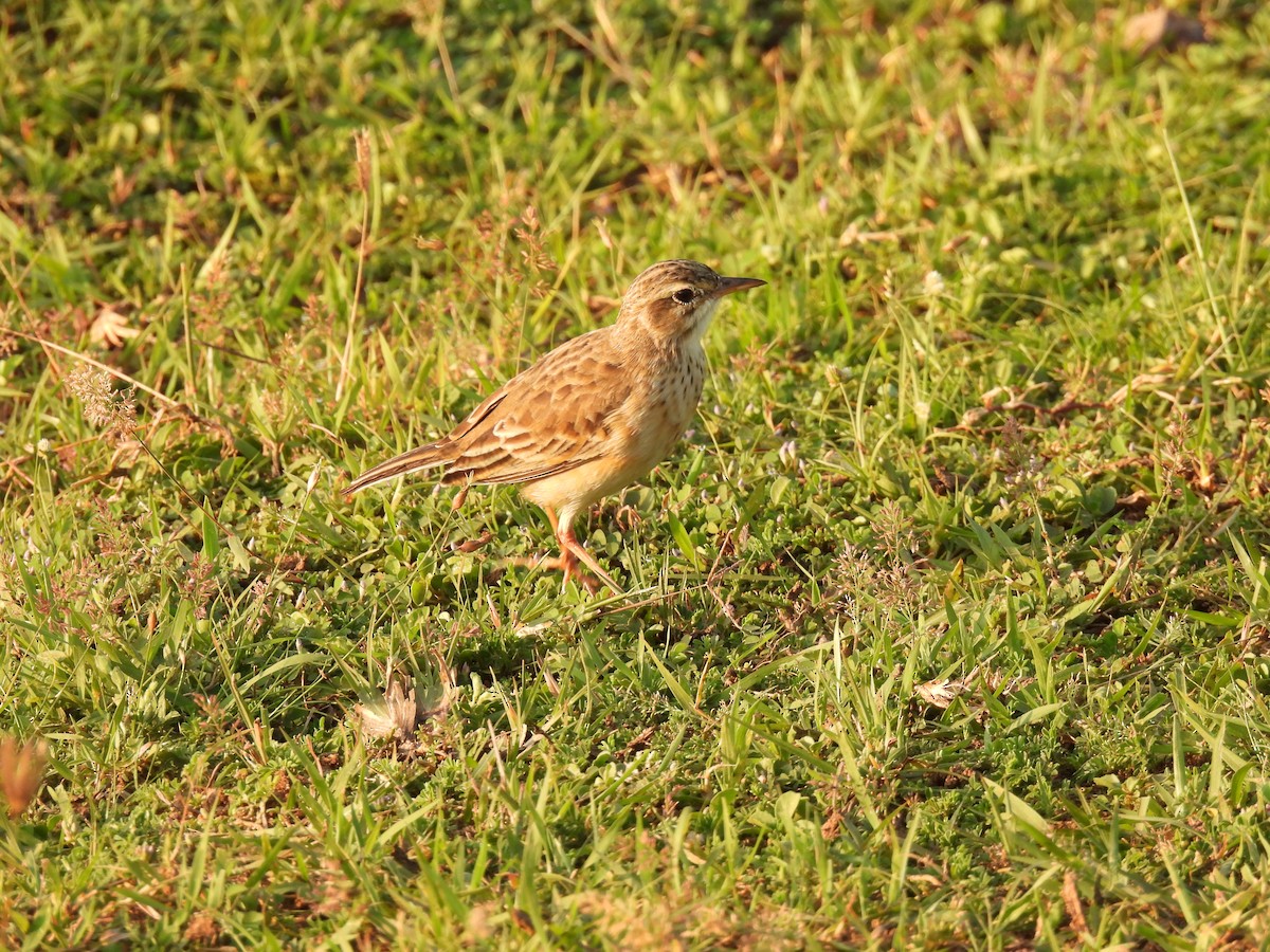 Pipit rousset - ML642025066