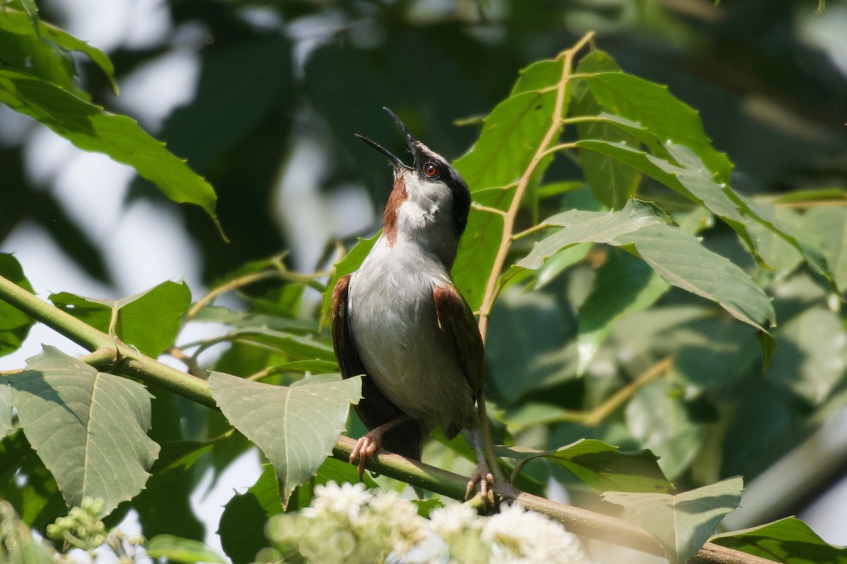 Gray-capped Warbler - ML642025068