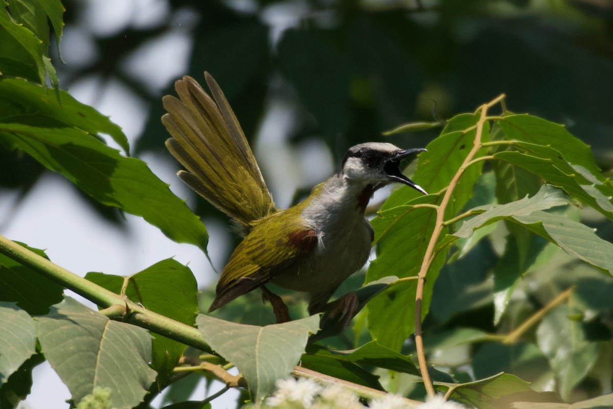 Gray-capped Warbler - ML642025069
