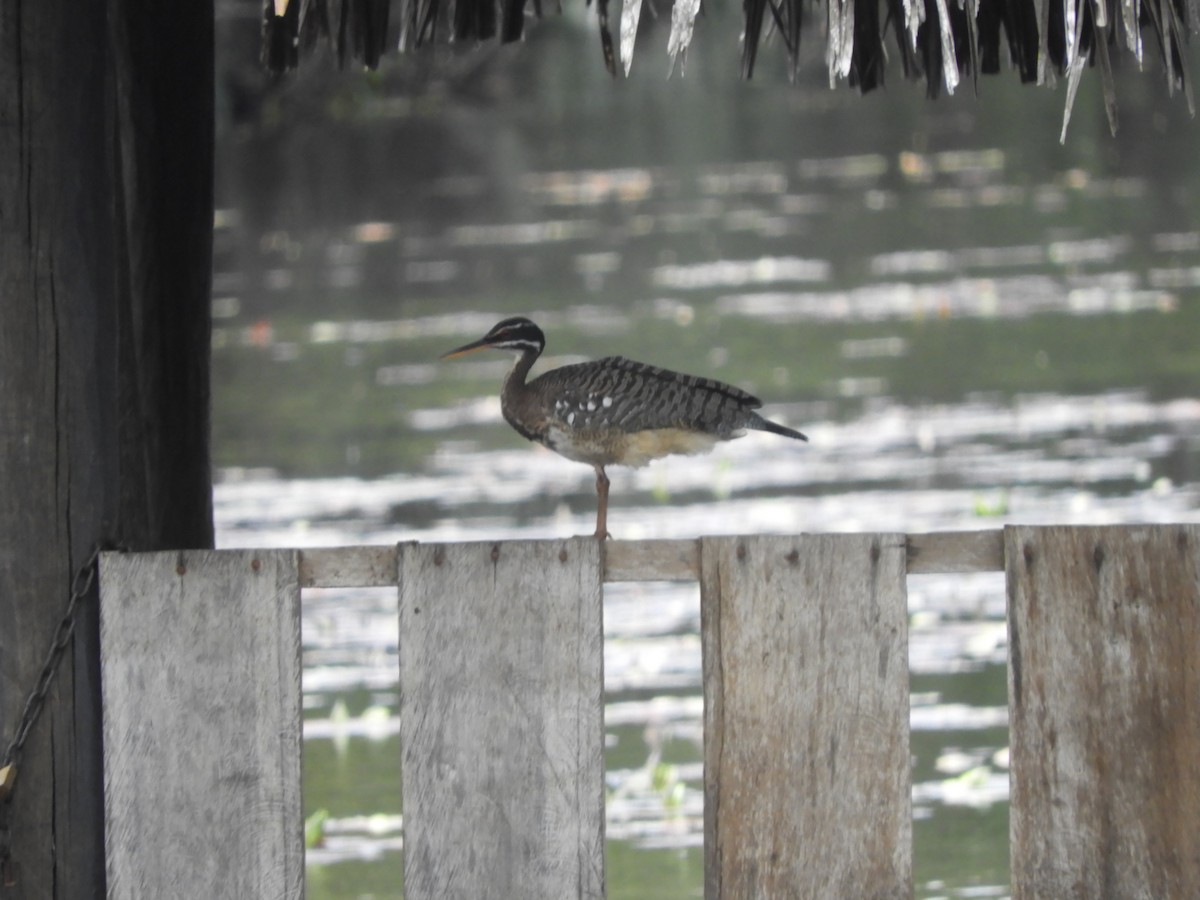 Sunbittern - ML642025071