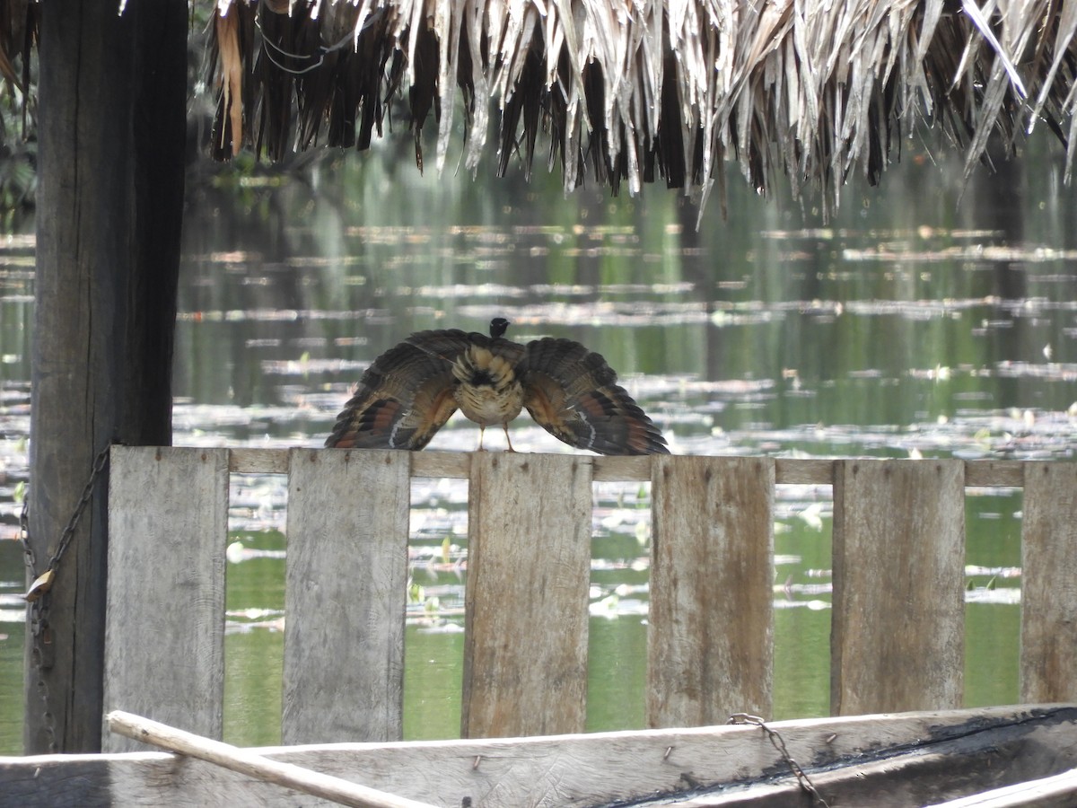 Sunbittern - ML642025072