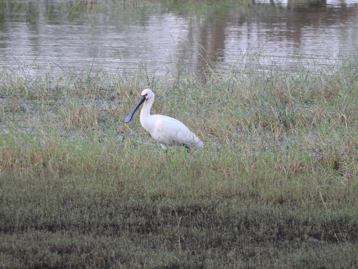 Eurasian Spoonbill - ML642025077