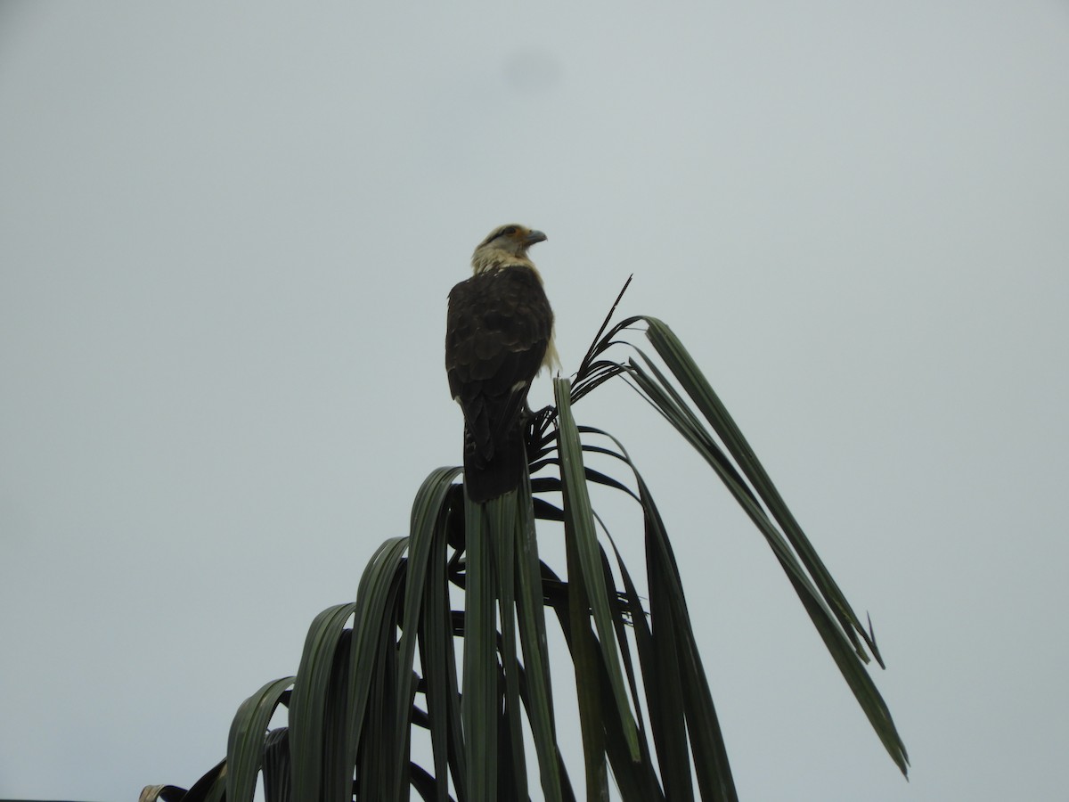 Yellow-headed Caracara - ML642025078