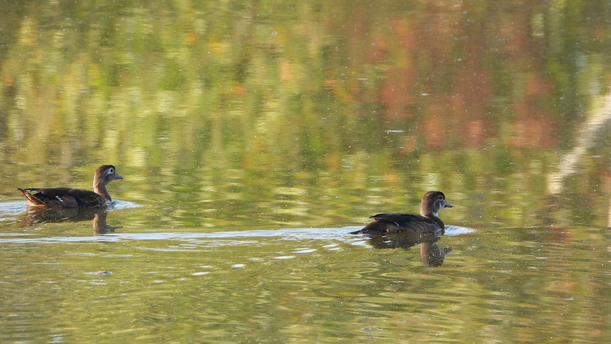 Wood Duck - ML642025079