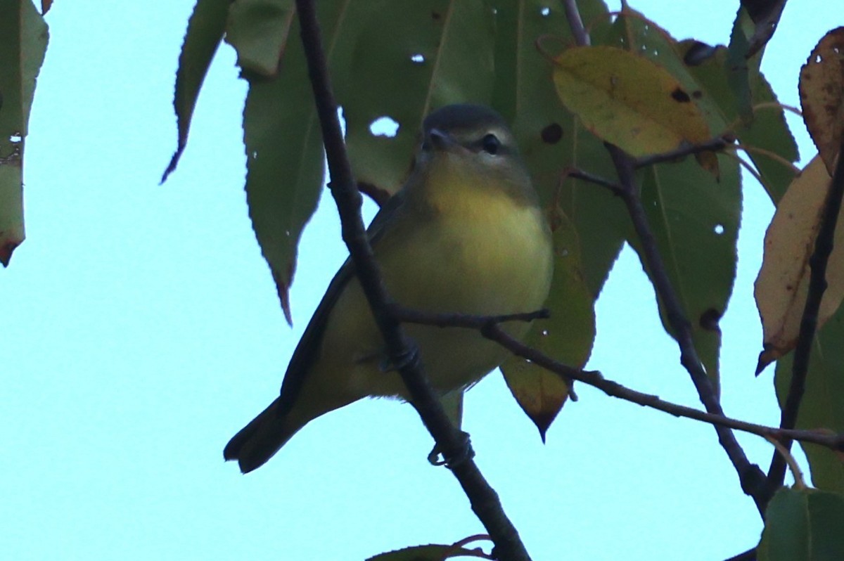 Philadelphia Vireo - ML642025080
