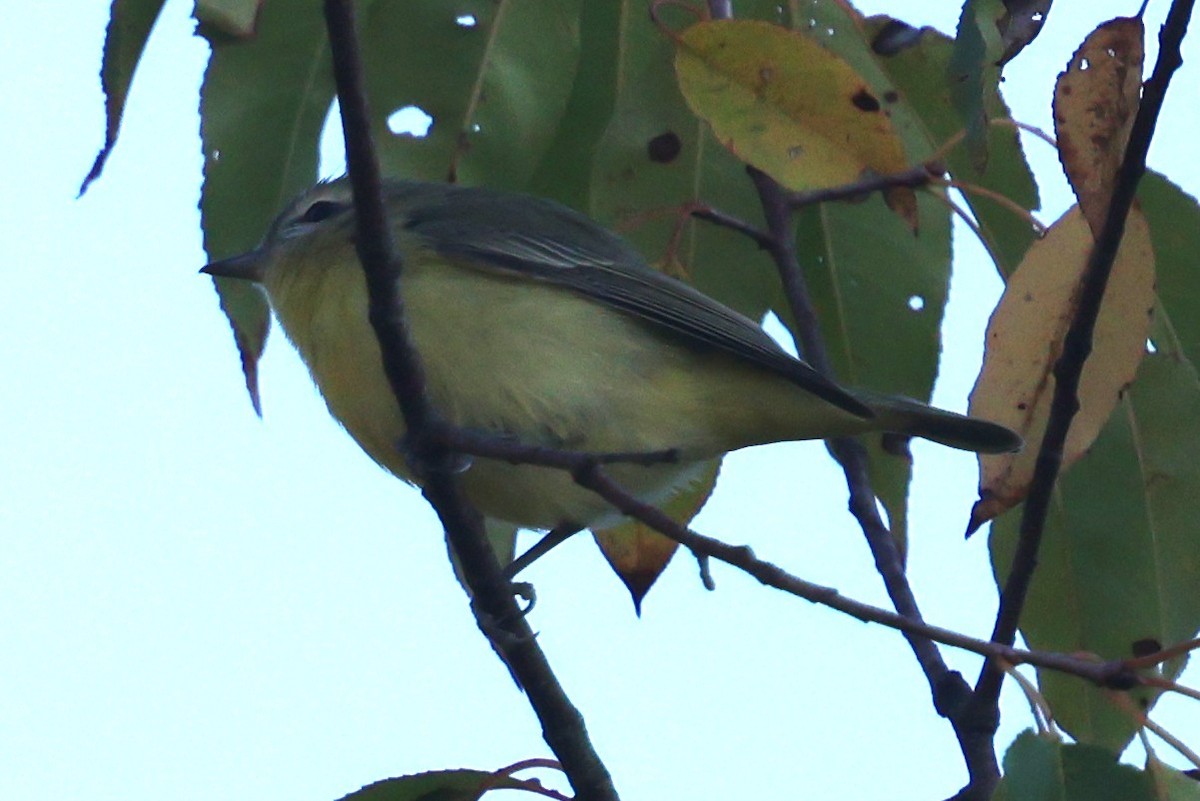 Philadelphia Vireo - ML642025081