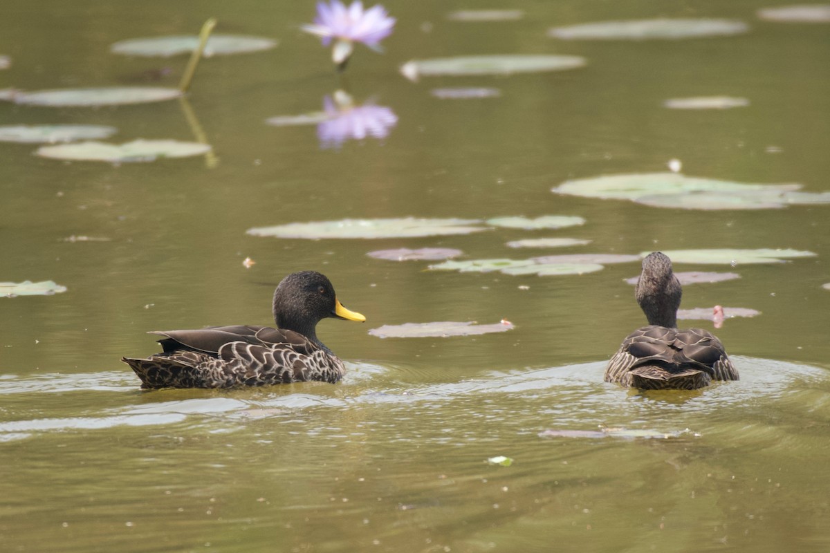 Yellow-billed Duck - ML642025082