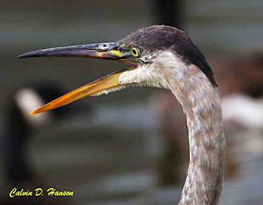 Great Blue Heron - ML642025083