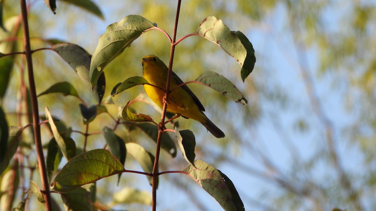 Wilson's Warbler - ML642025084