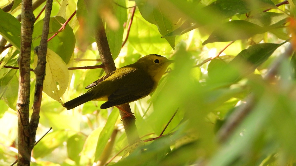 Wilson's Warbler - ML642025086
