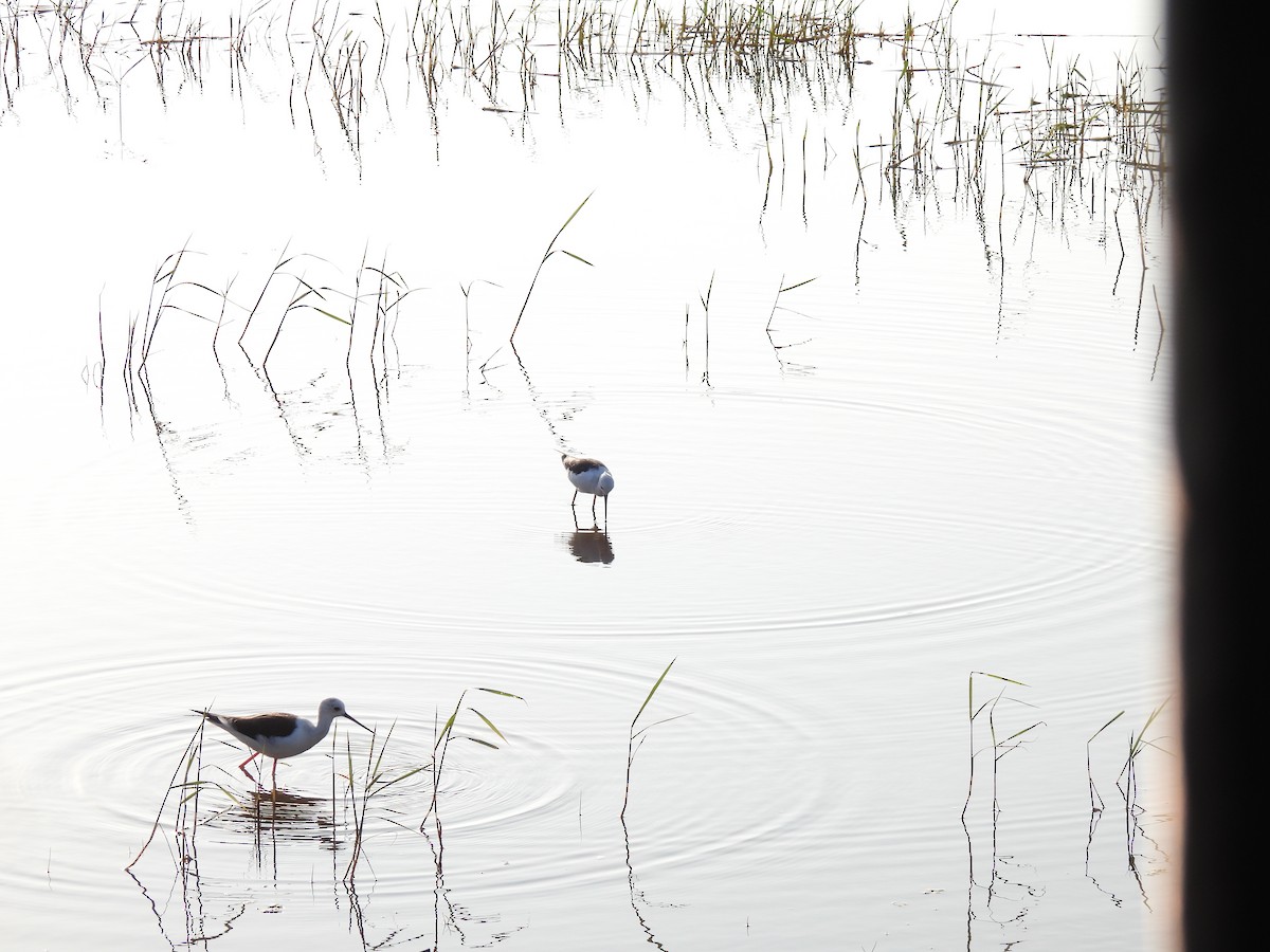 Black-winged Stilt - ML642025090