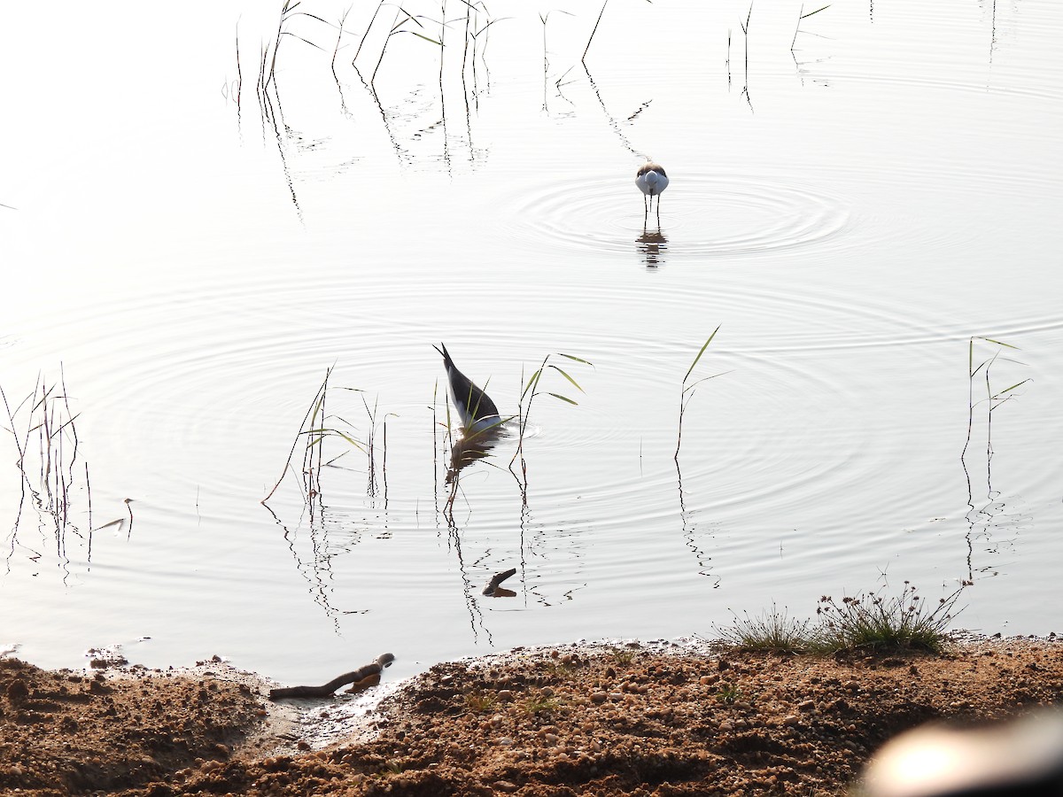 Black-winged Stilt - ML642025091