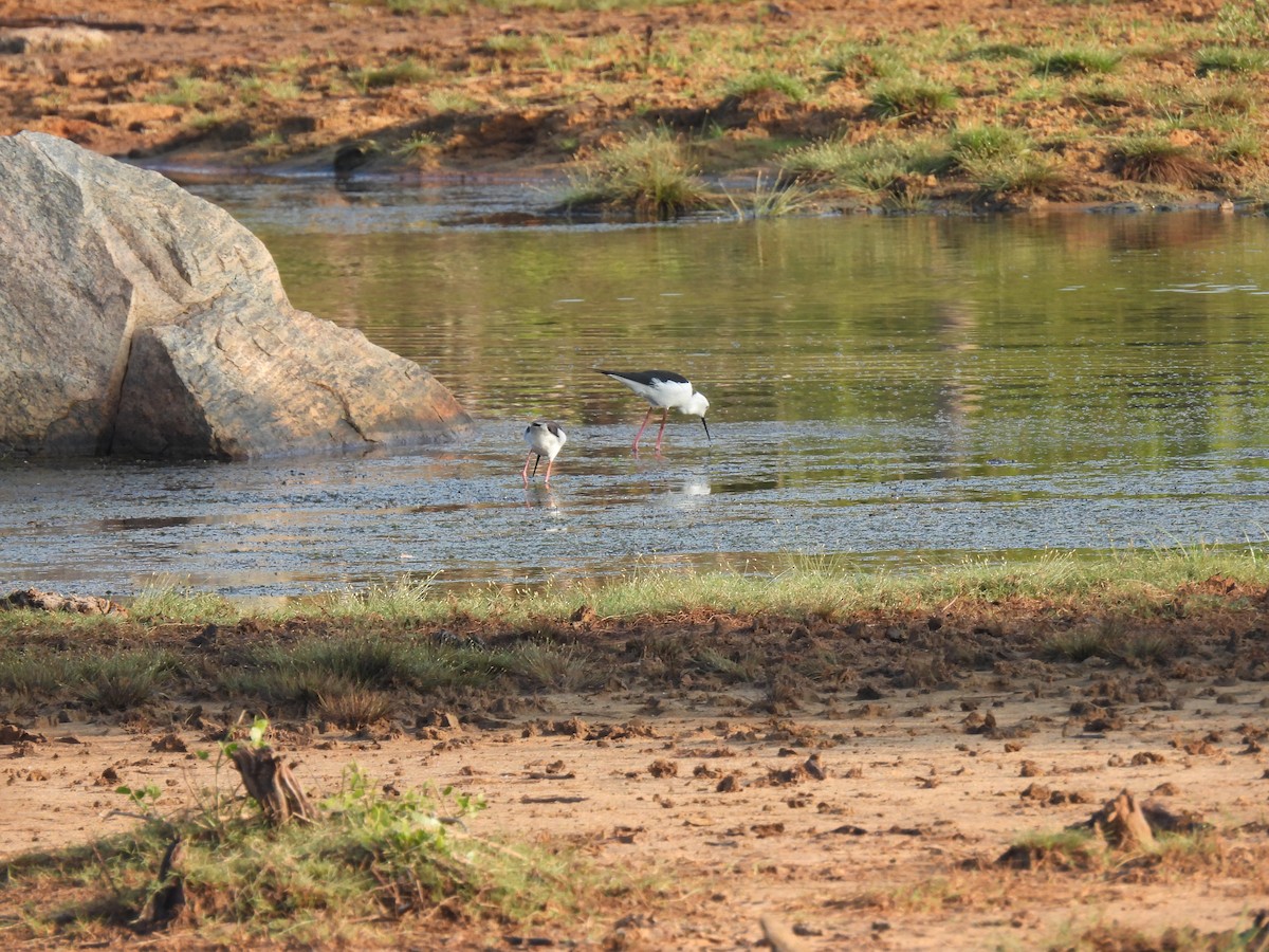 Black-winged Stilt - ML642025092