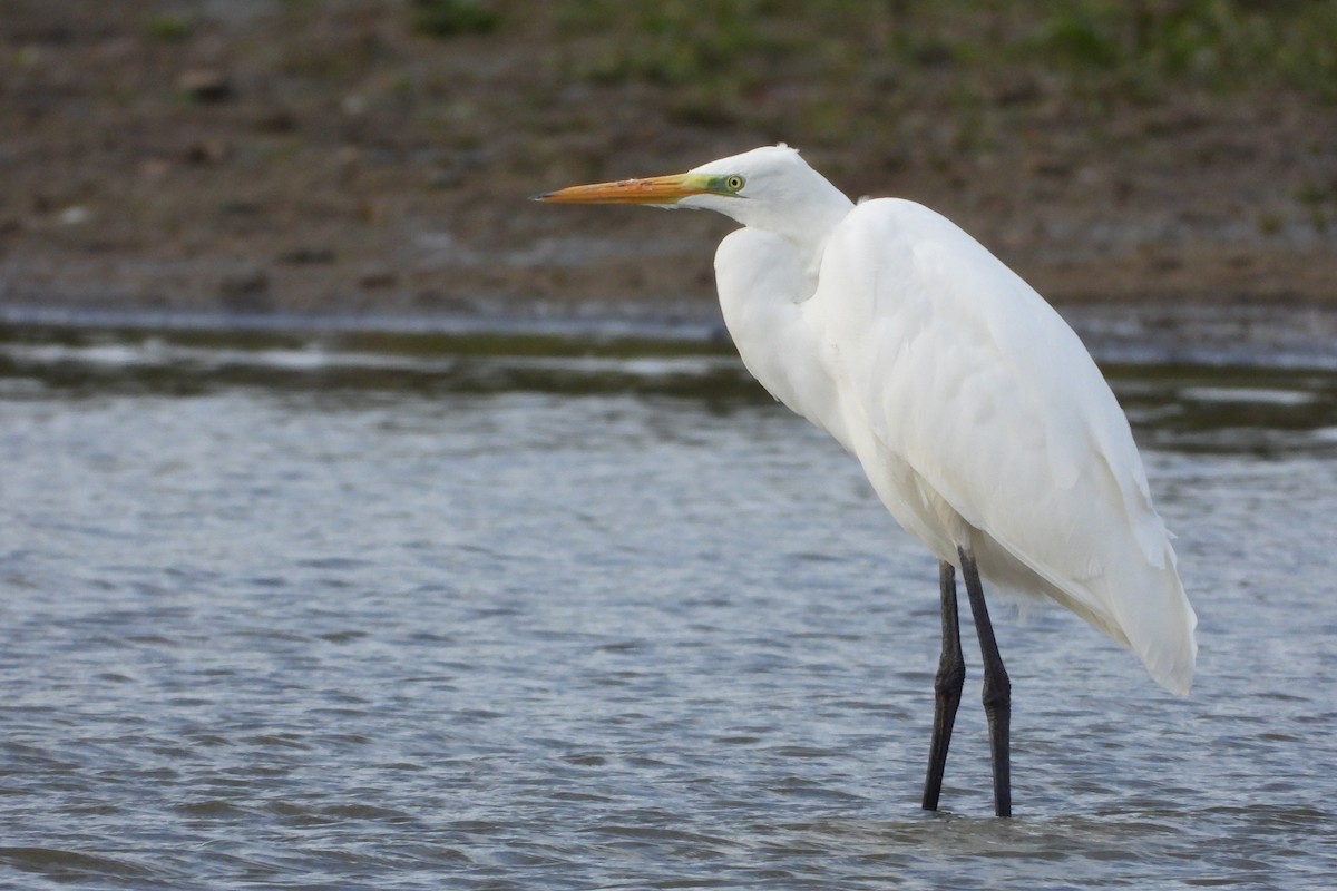 Great Egret - ML642025095