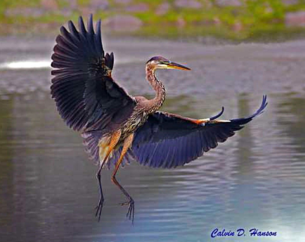 Great Blue Heron - ML642025096