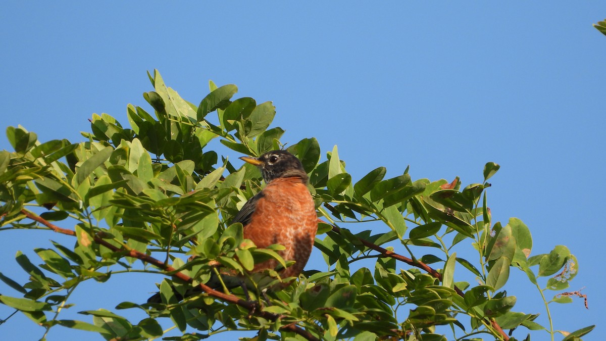 American Robin - ML642025098
