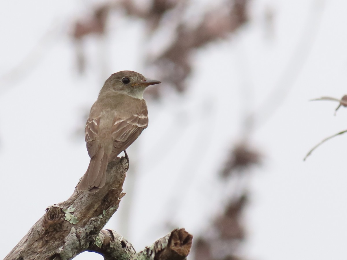 Eastern Wood-Pewee - ML642025099