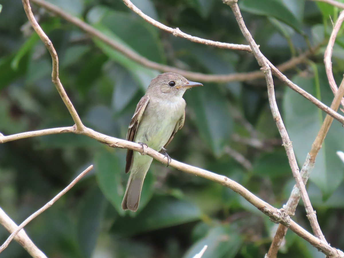 Eastern Wood-Pewee - ML642025100