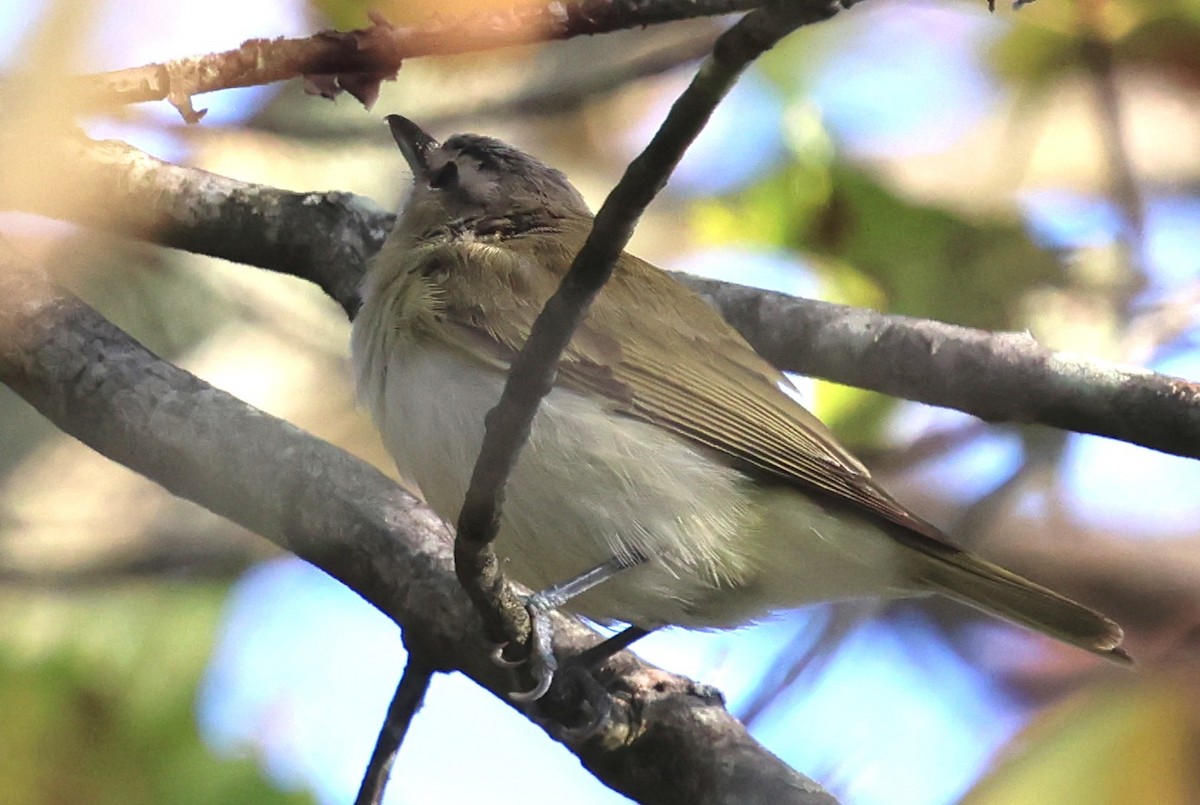 Red-eyed Vireo - ML642025107