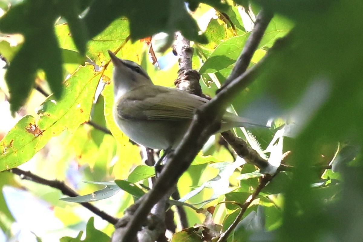 Red-eyed Vireo - ML642025108