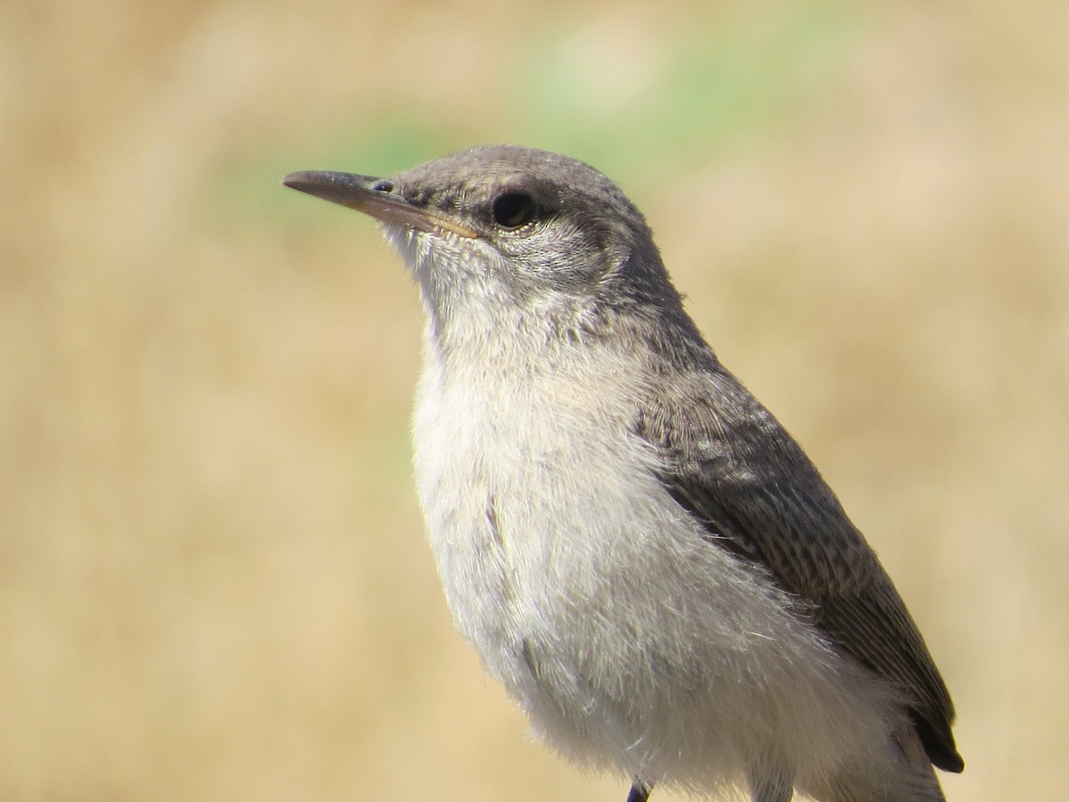 Rock Wren - ML64202511