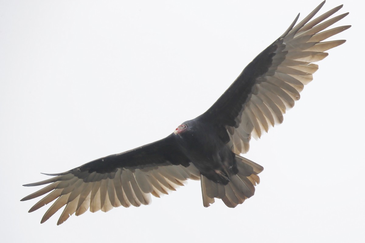 Turkey Vulture - ML642025110