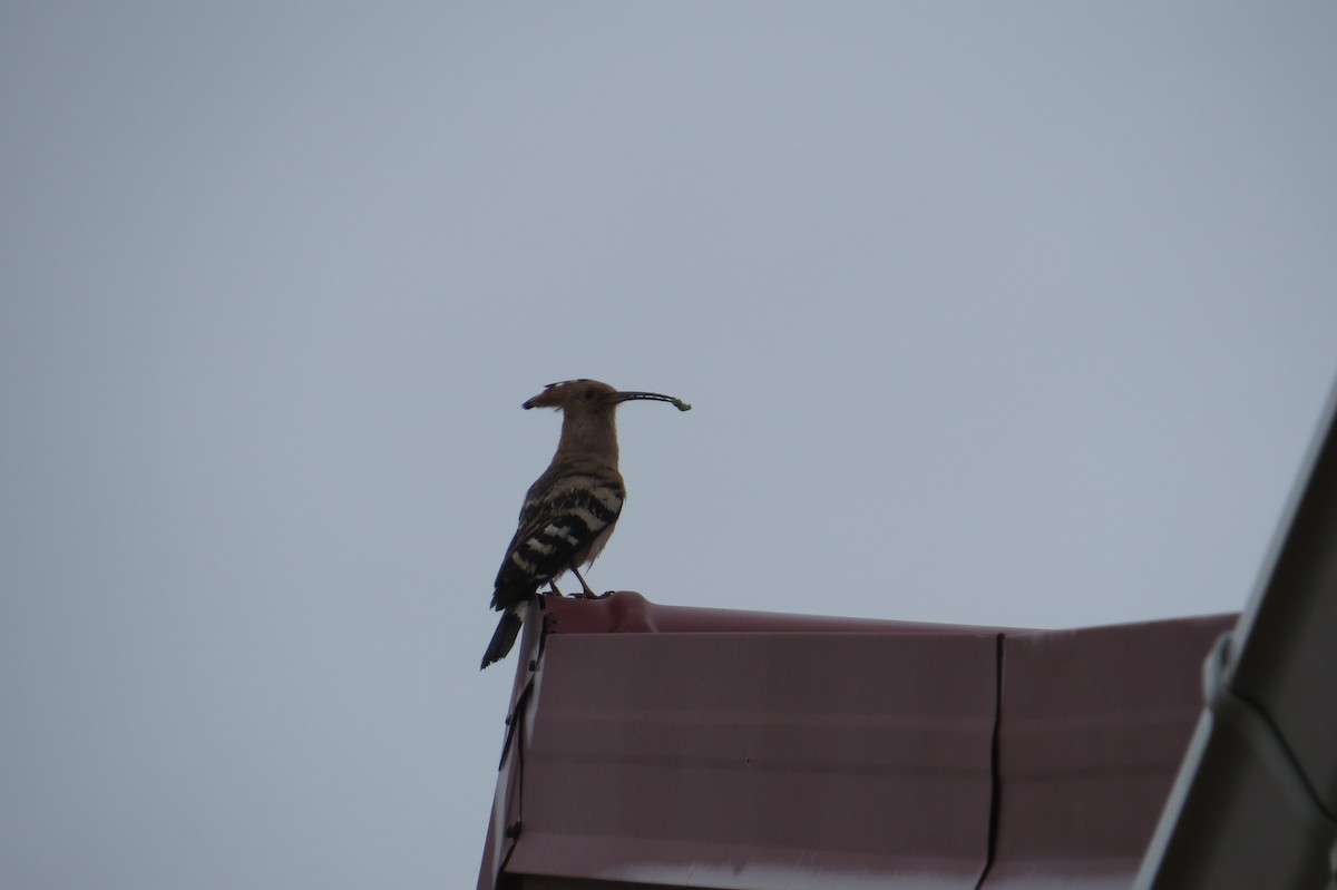 Eurasian Hoopoe - ML642025111
