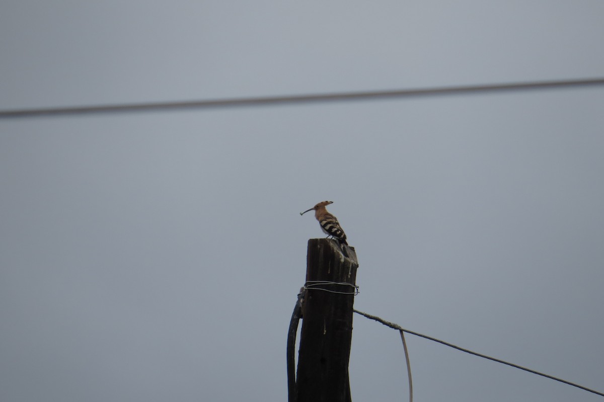 Eurasian Hoopoe - ML642025113