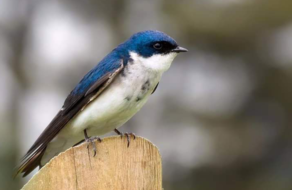 Chilean Swallow - ML642025114