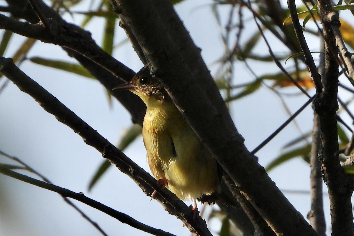 Common Yellowthroat - ML642025115