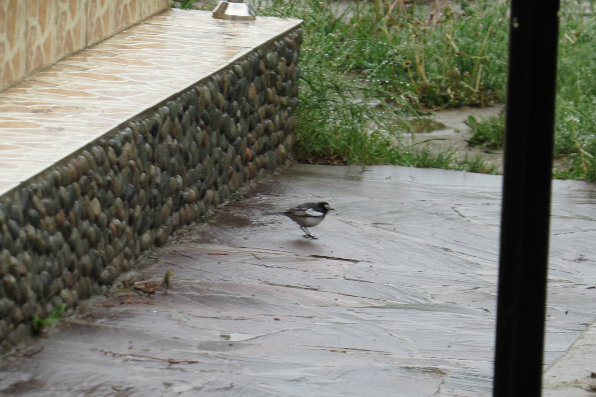 konipas bílý (ssp. personata) - ML642025122