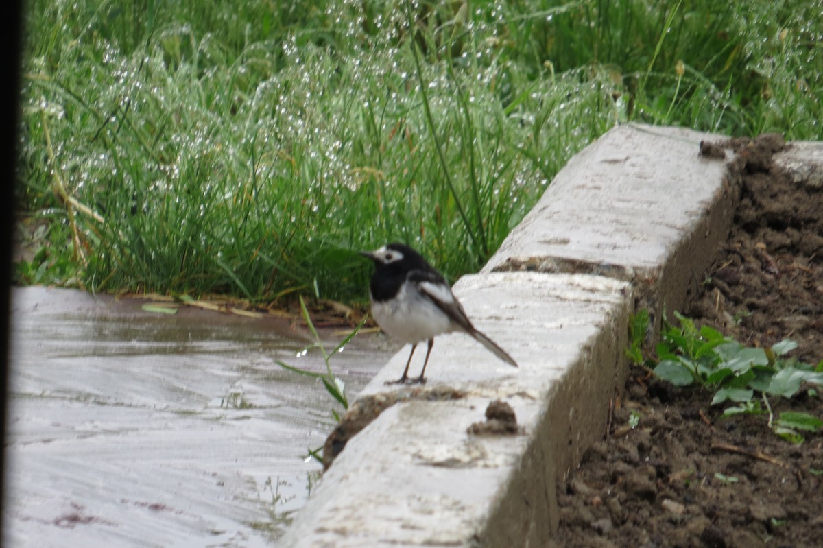 konipas bílý (ssp. personata) - ML642025123
