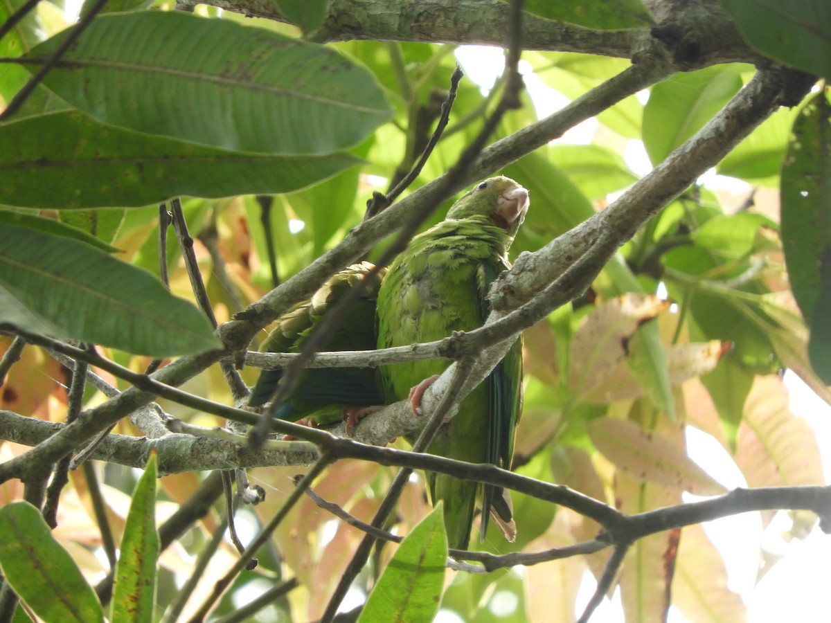 Cobalt-winged Parakeet - ML642025135