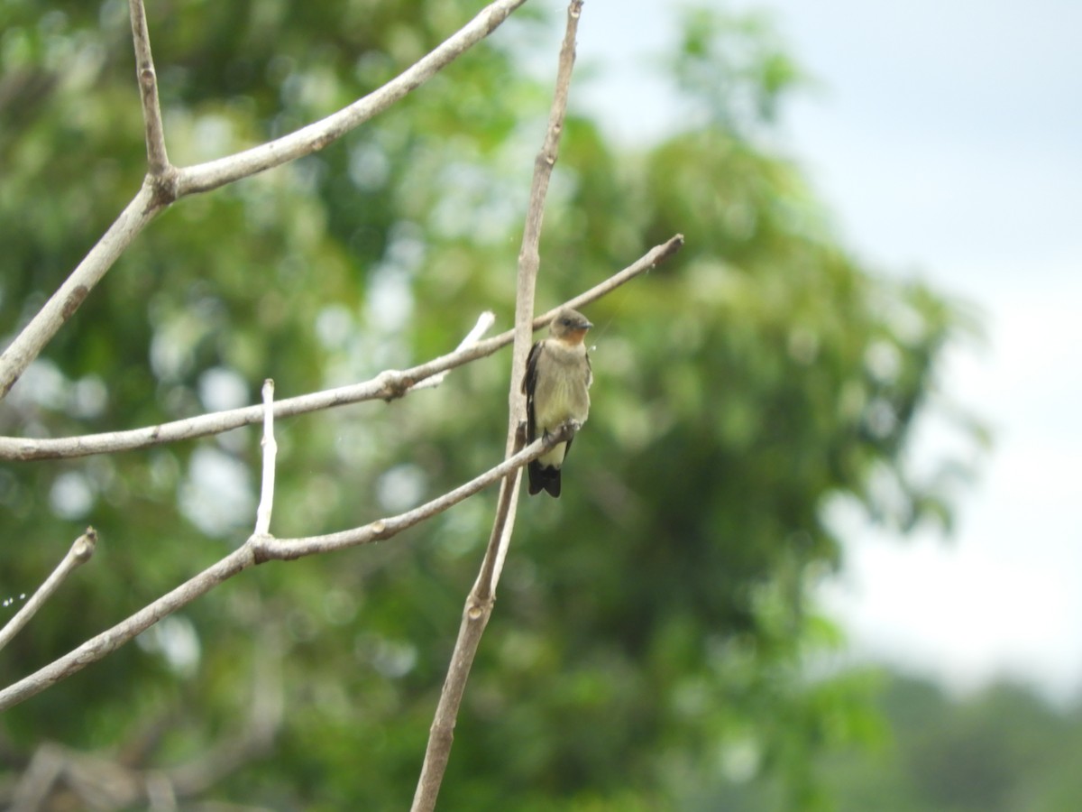 Southern Rough-winged Swallow - ML642025140