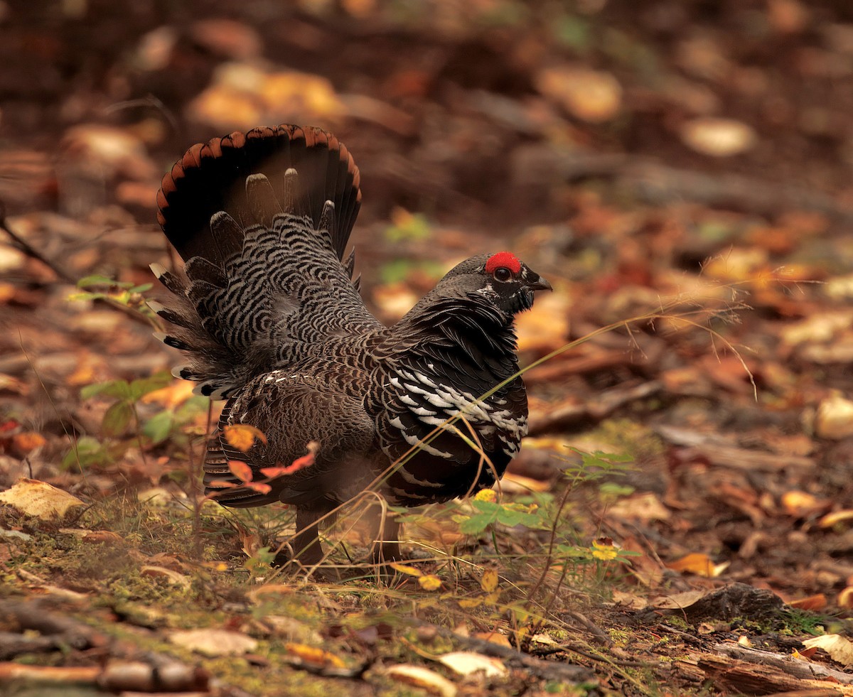 Spruce Grouse - ML642025143