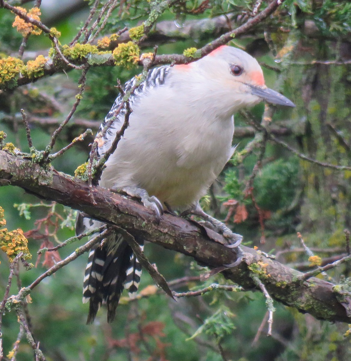 Red-bellied Woodpecker - ML642025145