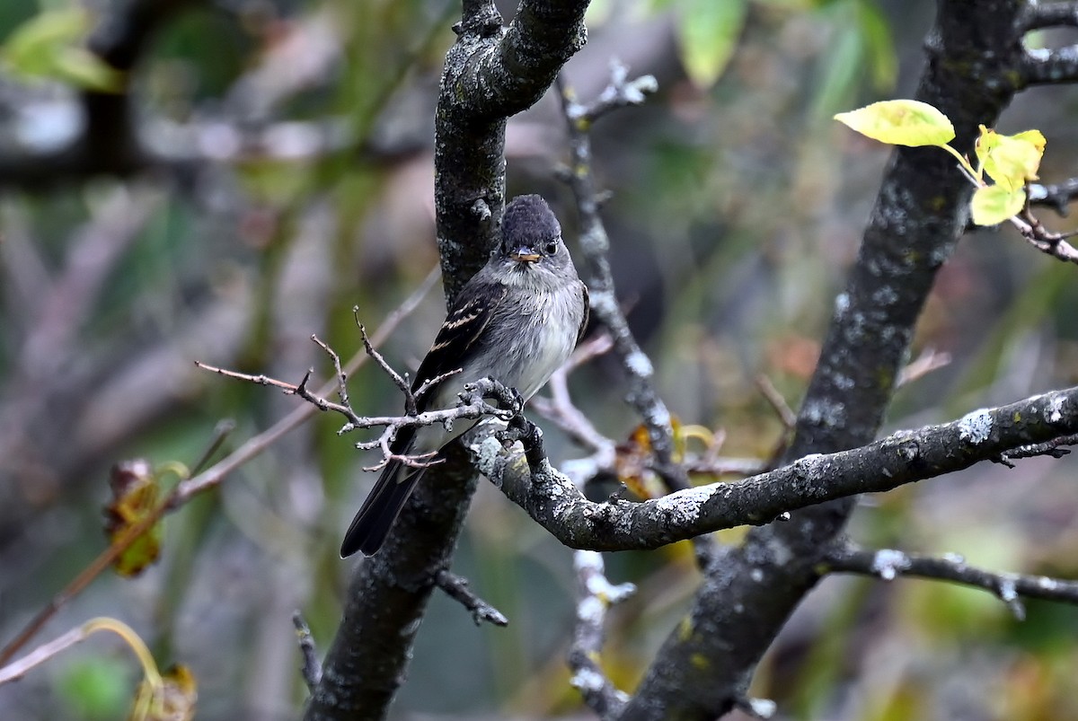 Eastern Wood-Pewee - ML642025147