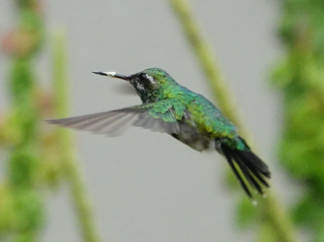 Green-crowned Brilliant - ML642025150