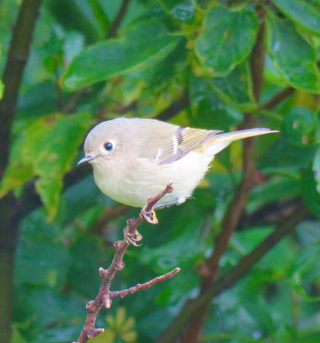 Ruby-crowned Kinglet - ML642025151