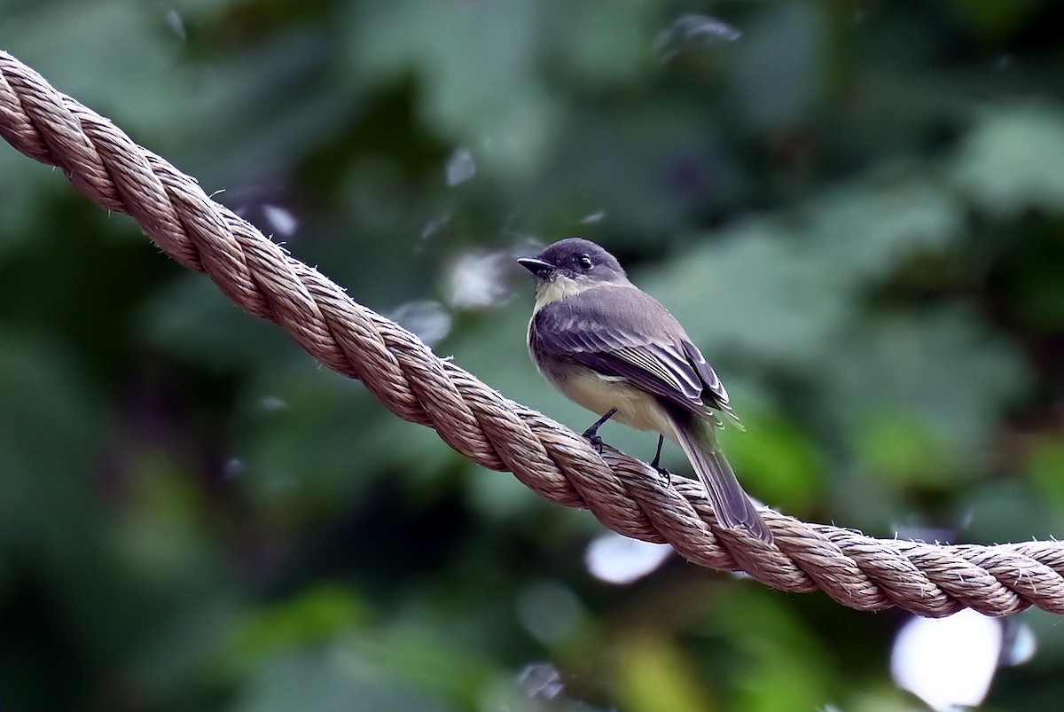 Eastern Phoebe - ML642025152