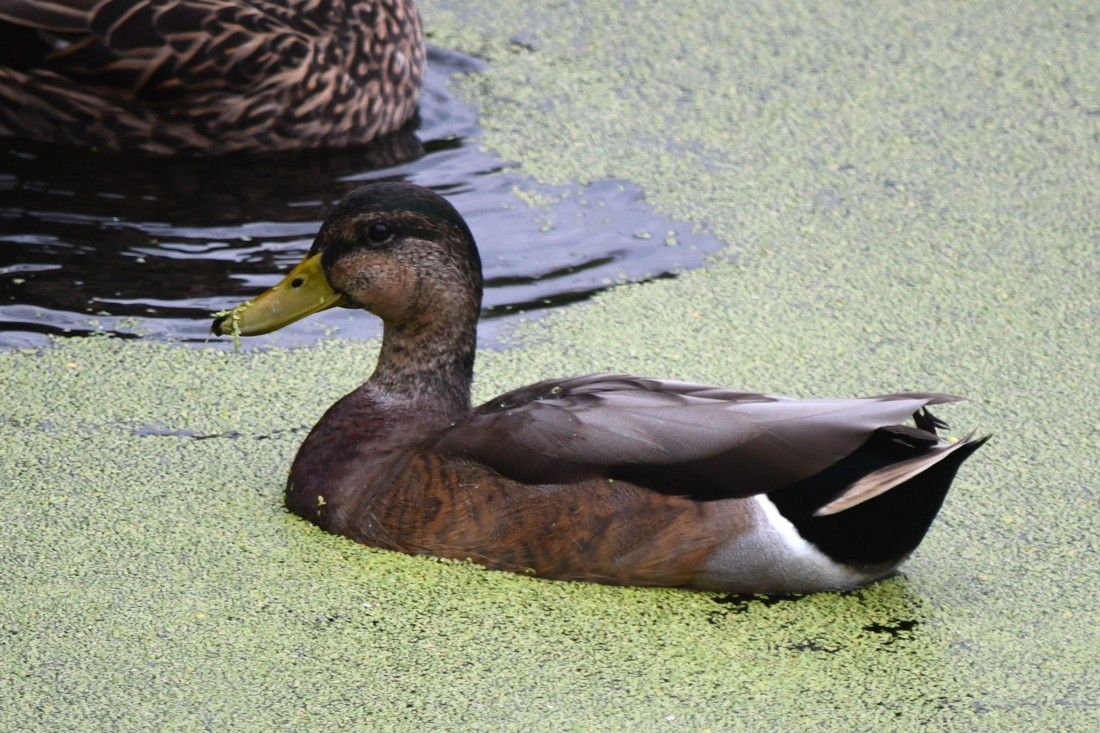 duck sp. - ML642025154