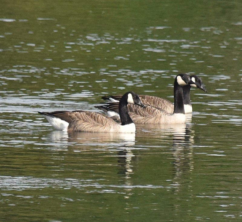 Branta kanadar handia - ML642025176