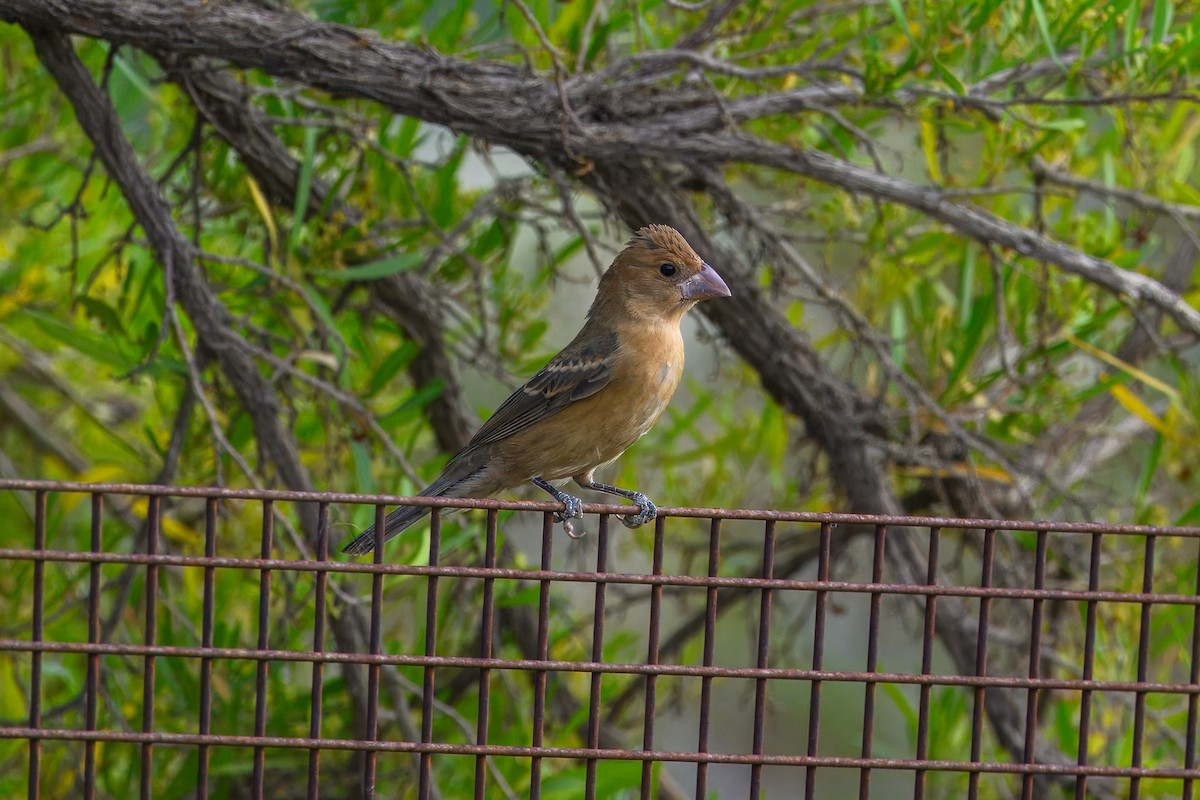 Blue Grosbeak - ML642025182