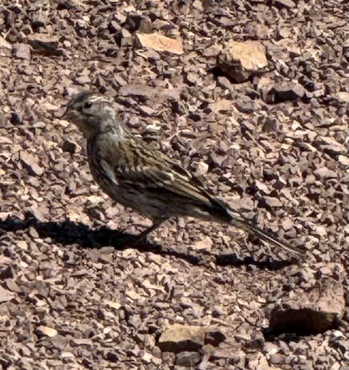Chipping Sparrow - ML642025183