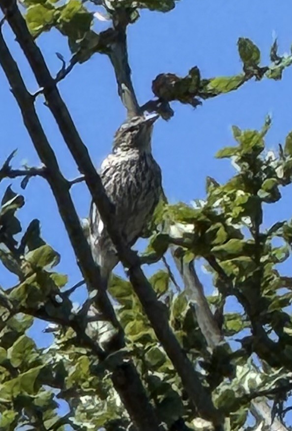 Chipping Sparrow - ML642025184