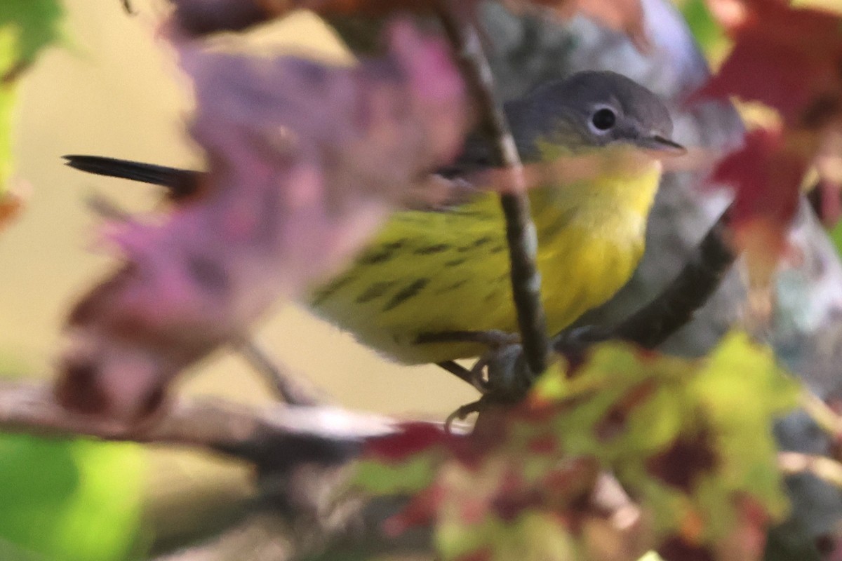 Magnolia Warbler - ML642025188