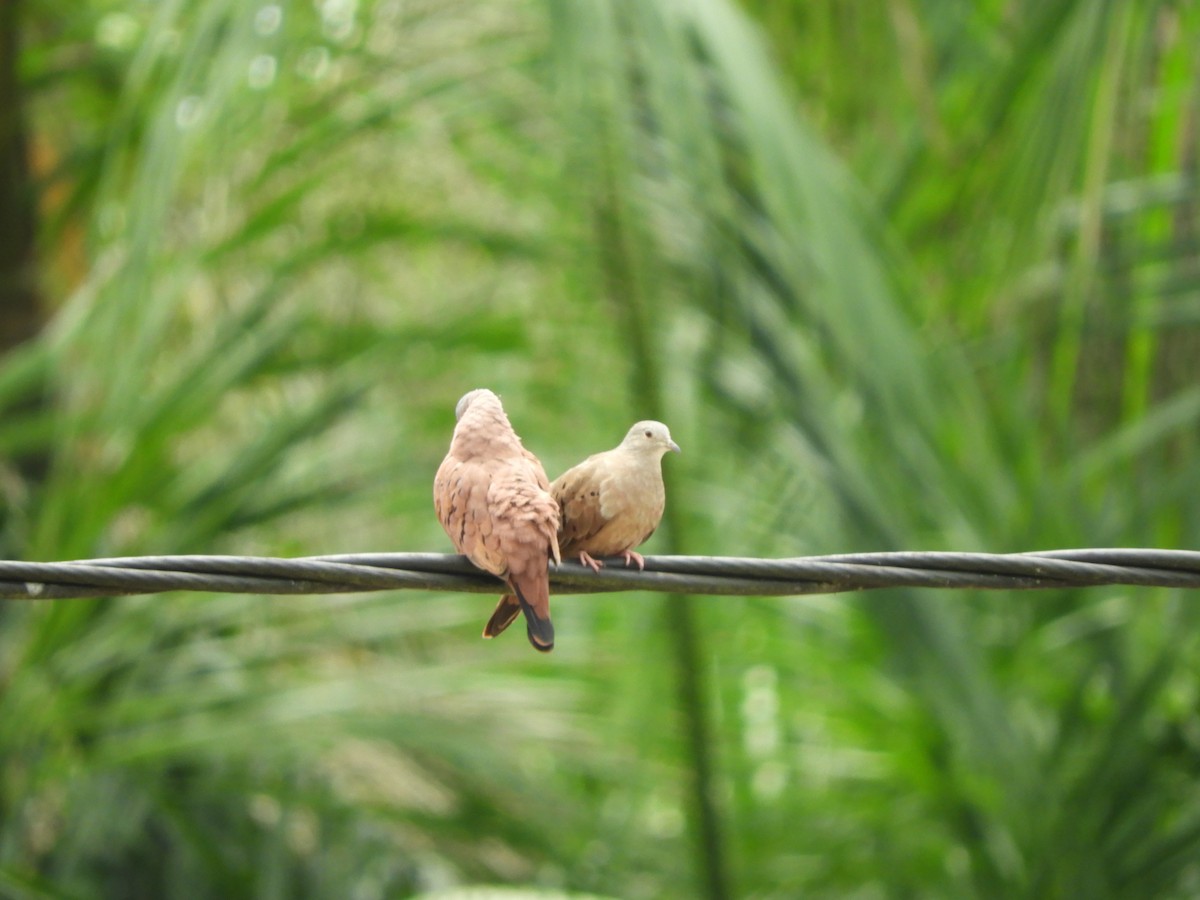 Ruddy Ground Dove - ML642025199