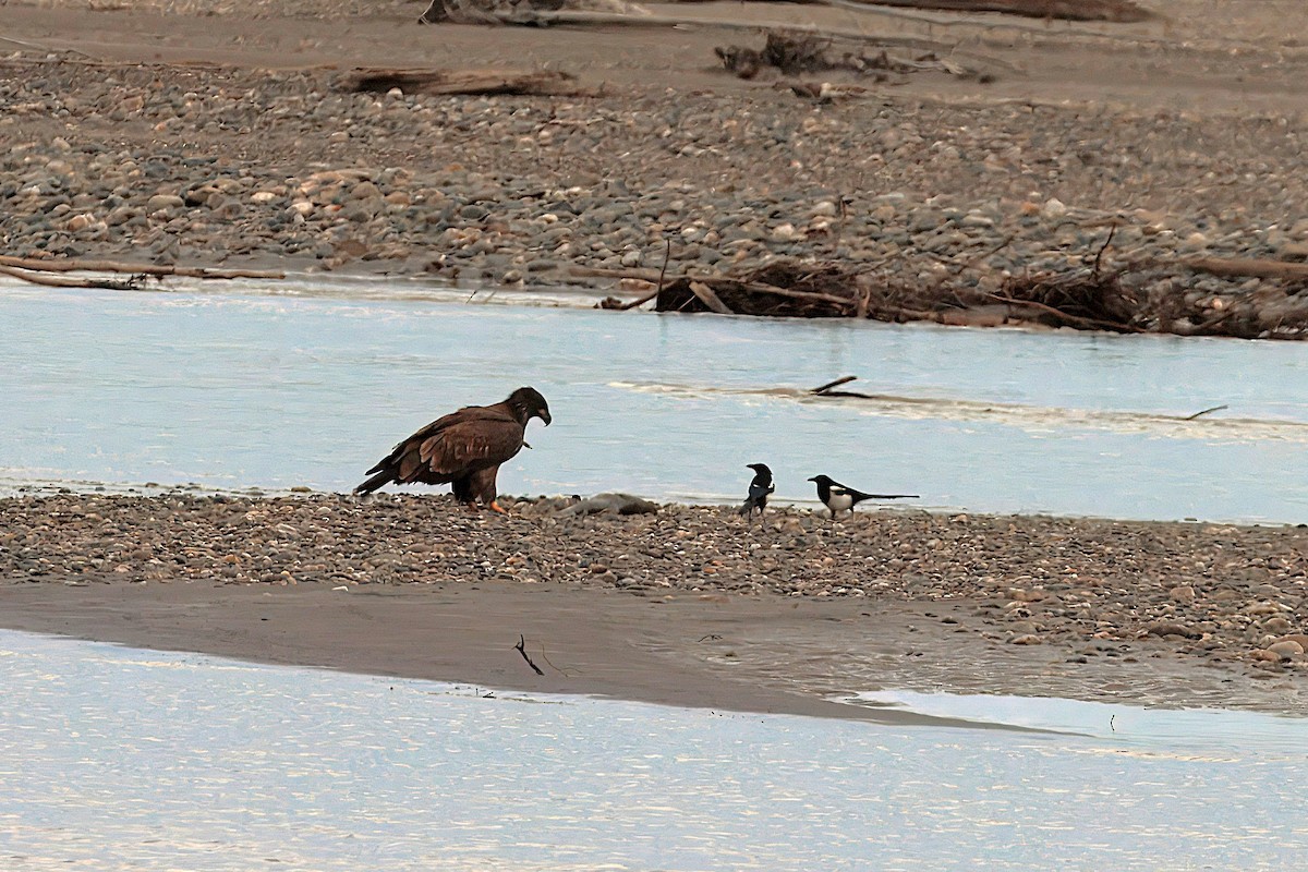 Bald Eagle - ML642025213
