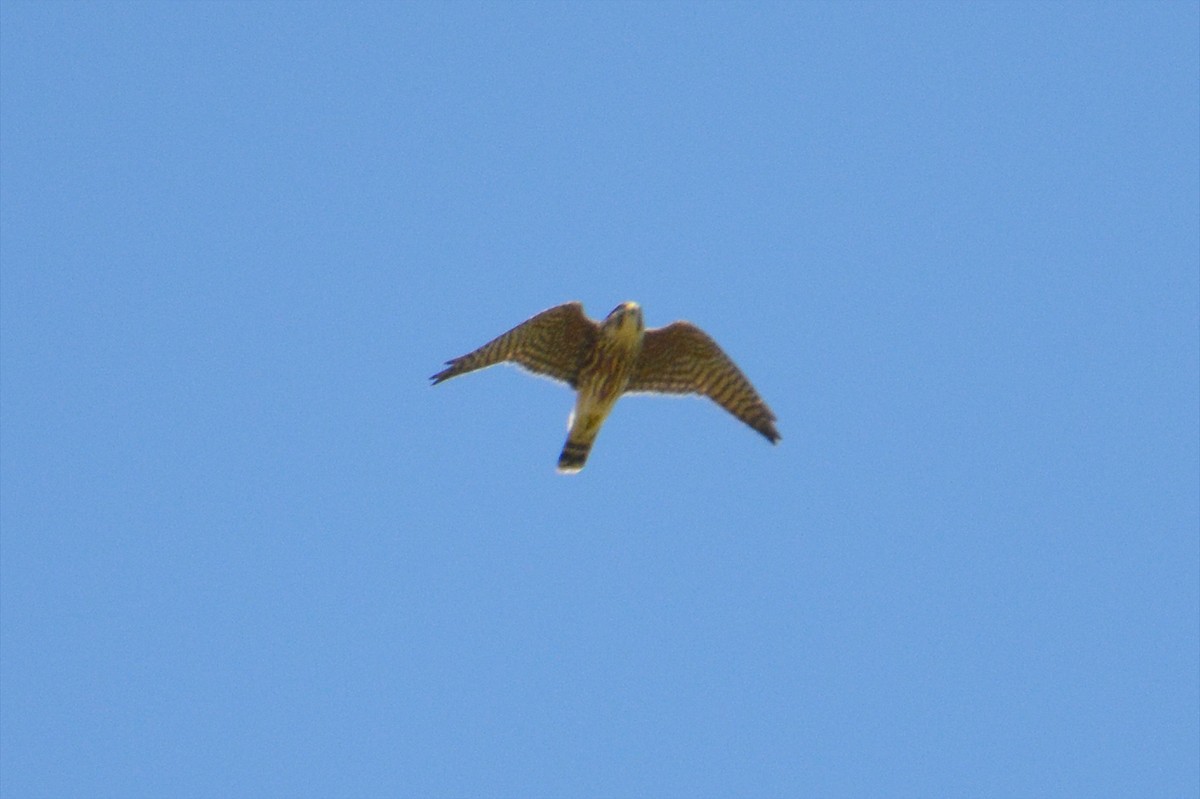 Merlin - ML642025233